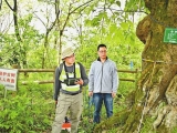 “樹(shù)醫(yī)生”這樣為古樹(shù)名木診療治病