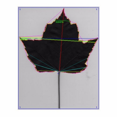 DJ-3011植物圖像分析儀